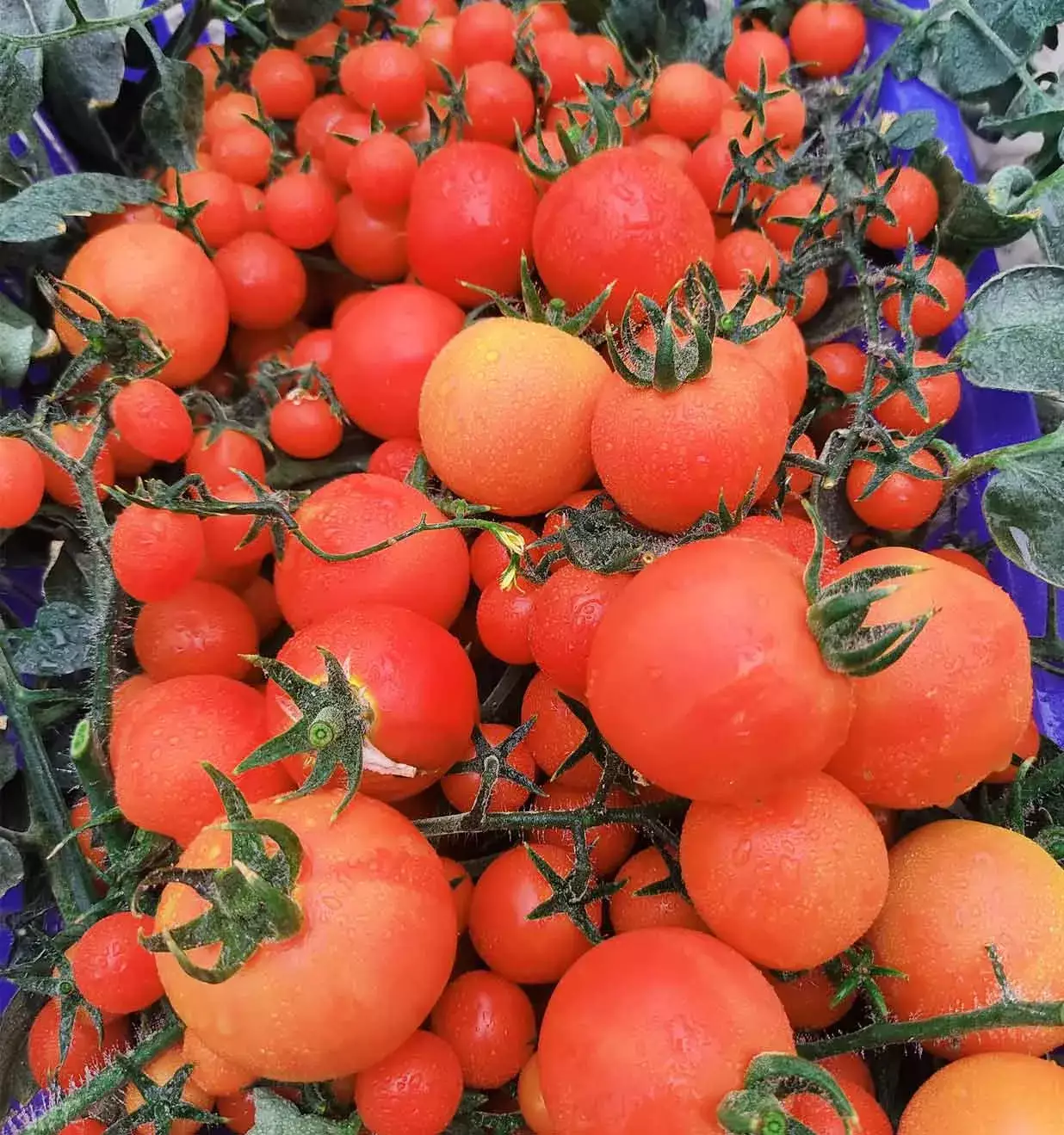 cherry tomatoes hydroponics